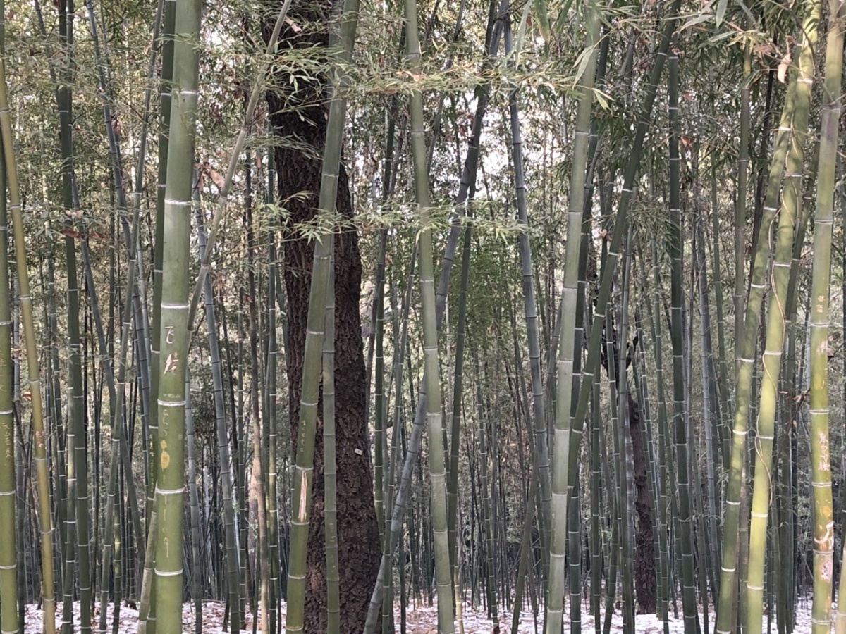 竹林